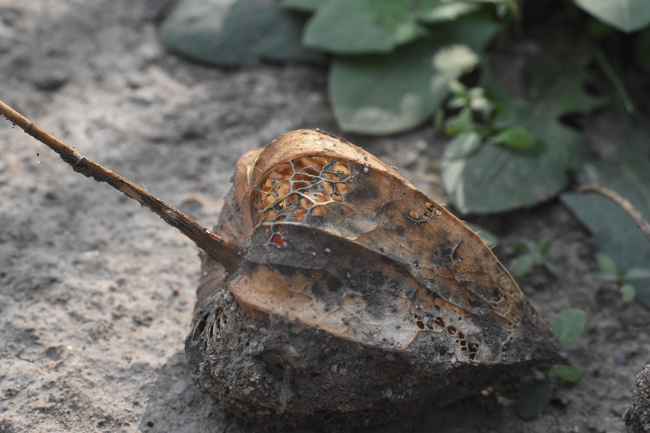 Metodi tradizionali contro le talpe: giardinieri utilizzano tecniche antiche per proteggere le coltivazioni.